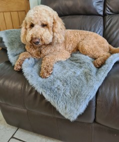 Cosy grey fur dog blanket