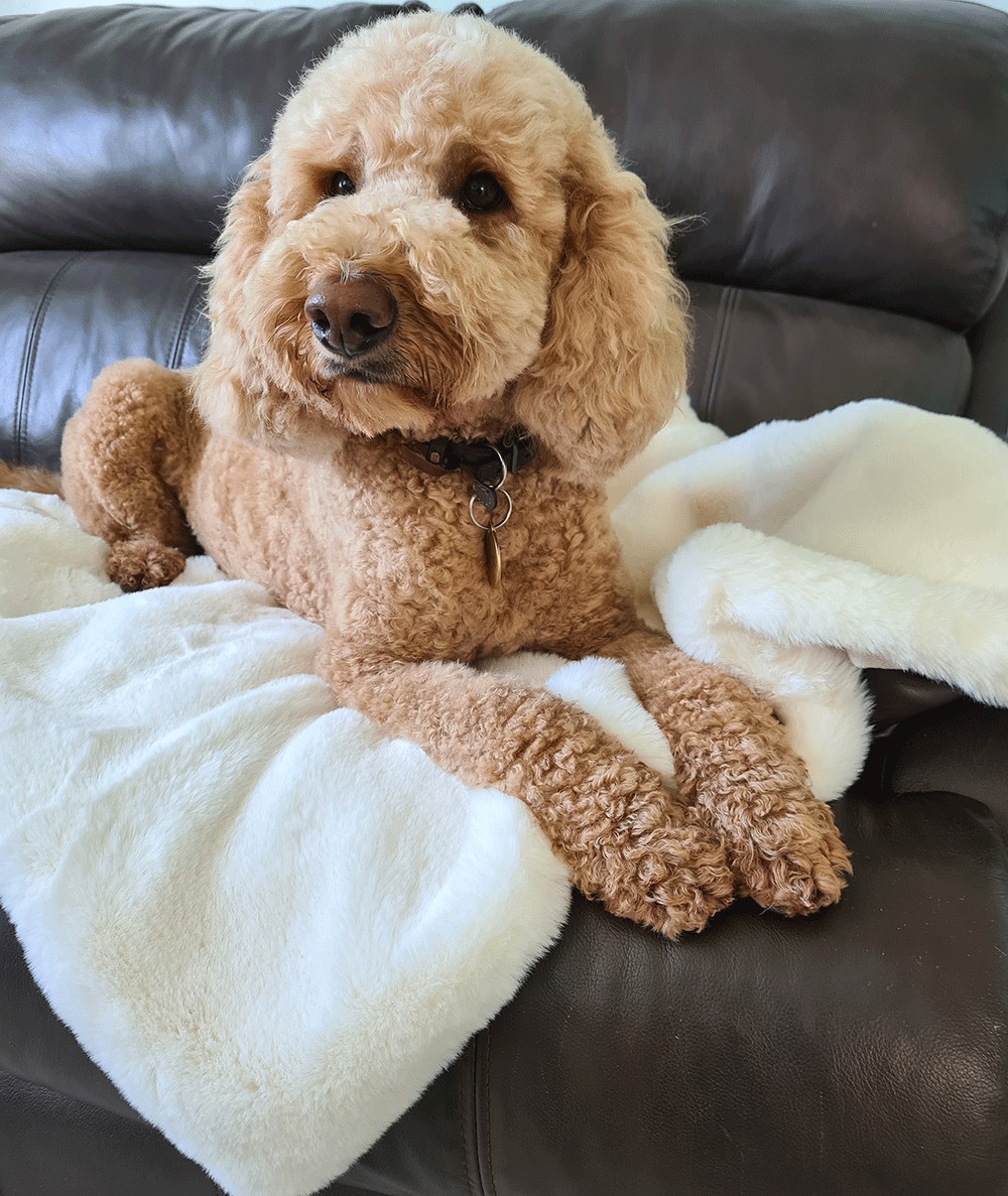 Luxury cream faux fur dog blanket