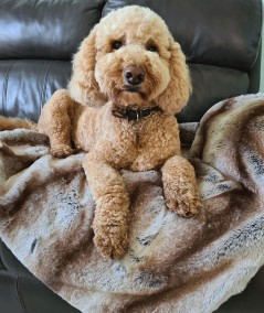 Luxury striped faux fur dog blanket