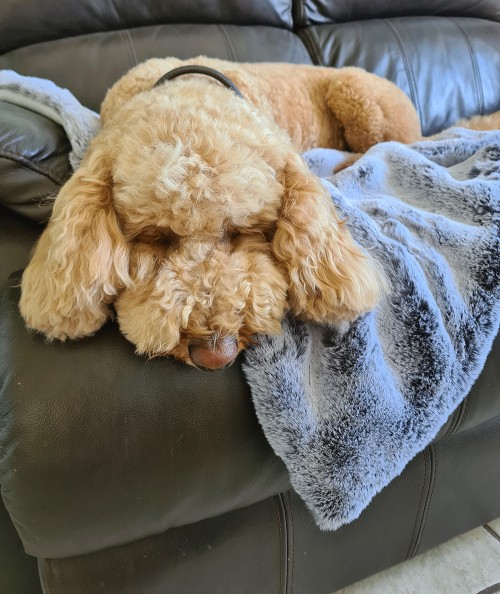 Luxury two tone grey fur dog blanket