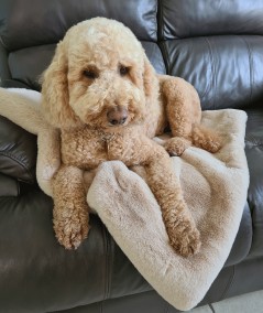 Luxury beige faux fur dog blanket